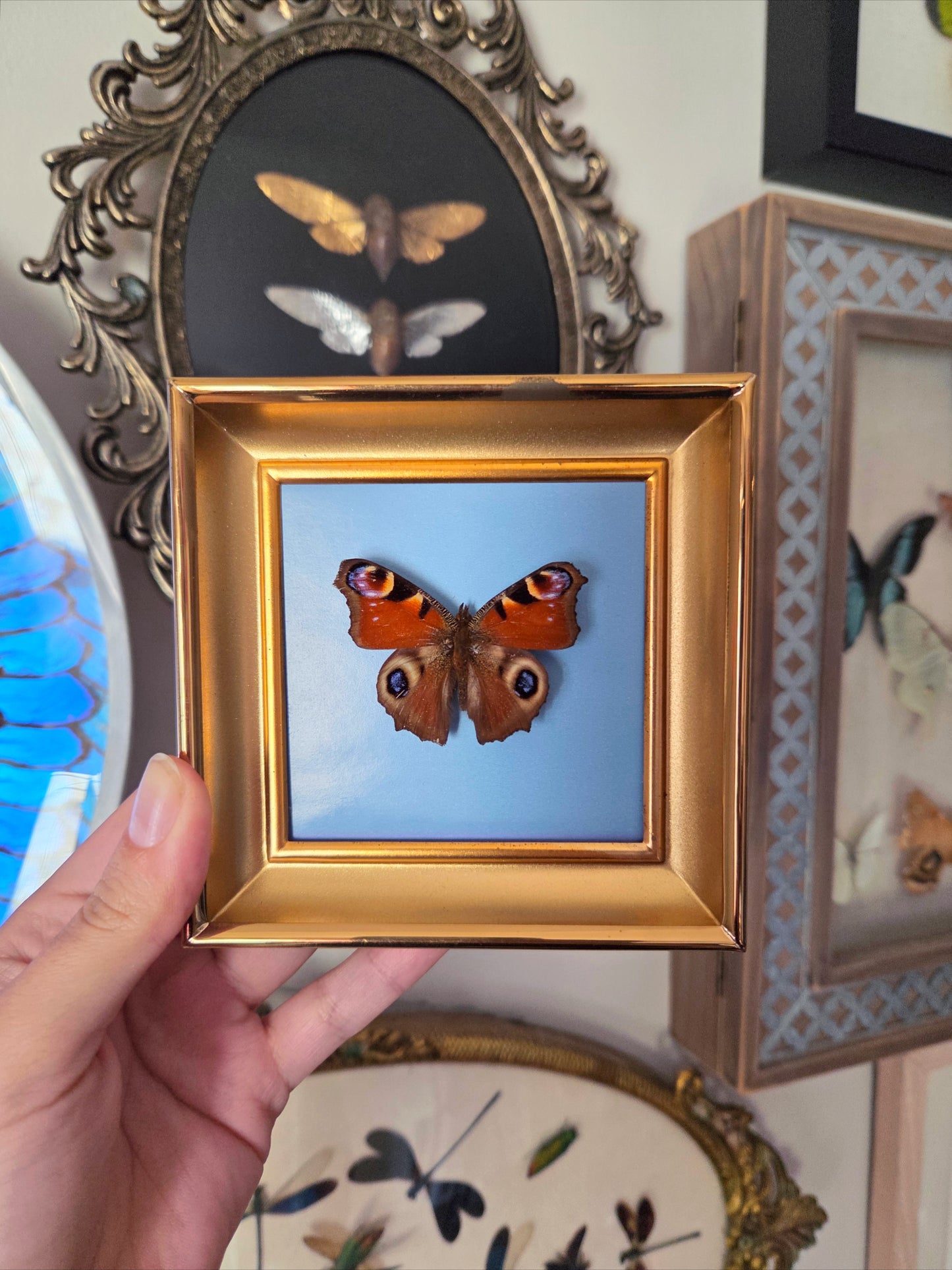 Peacock Butterfly