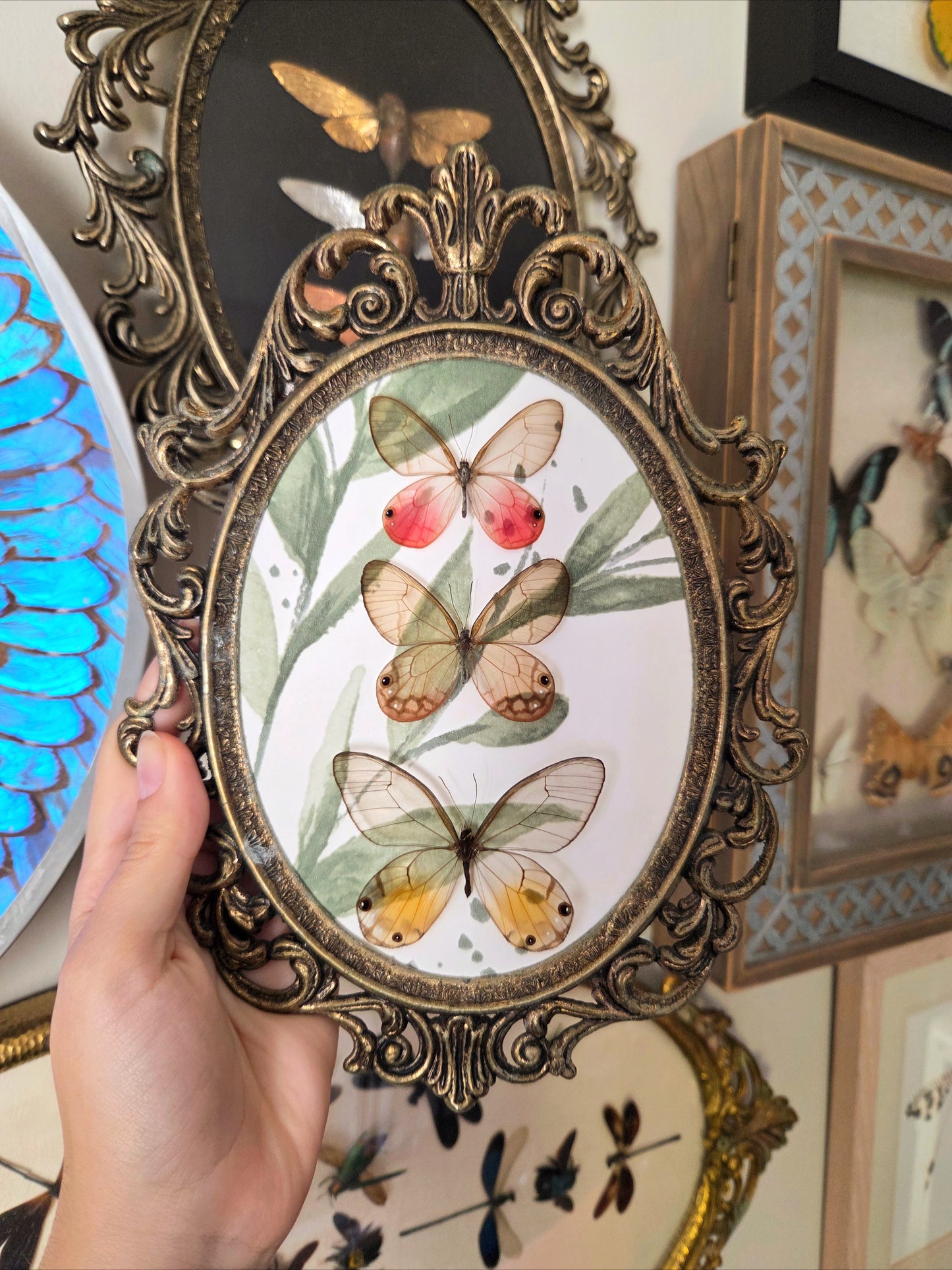 Glasswing Butterfly Trio