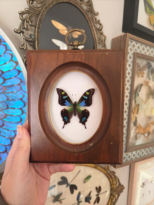 Blue Swallowtail