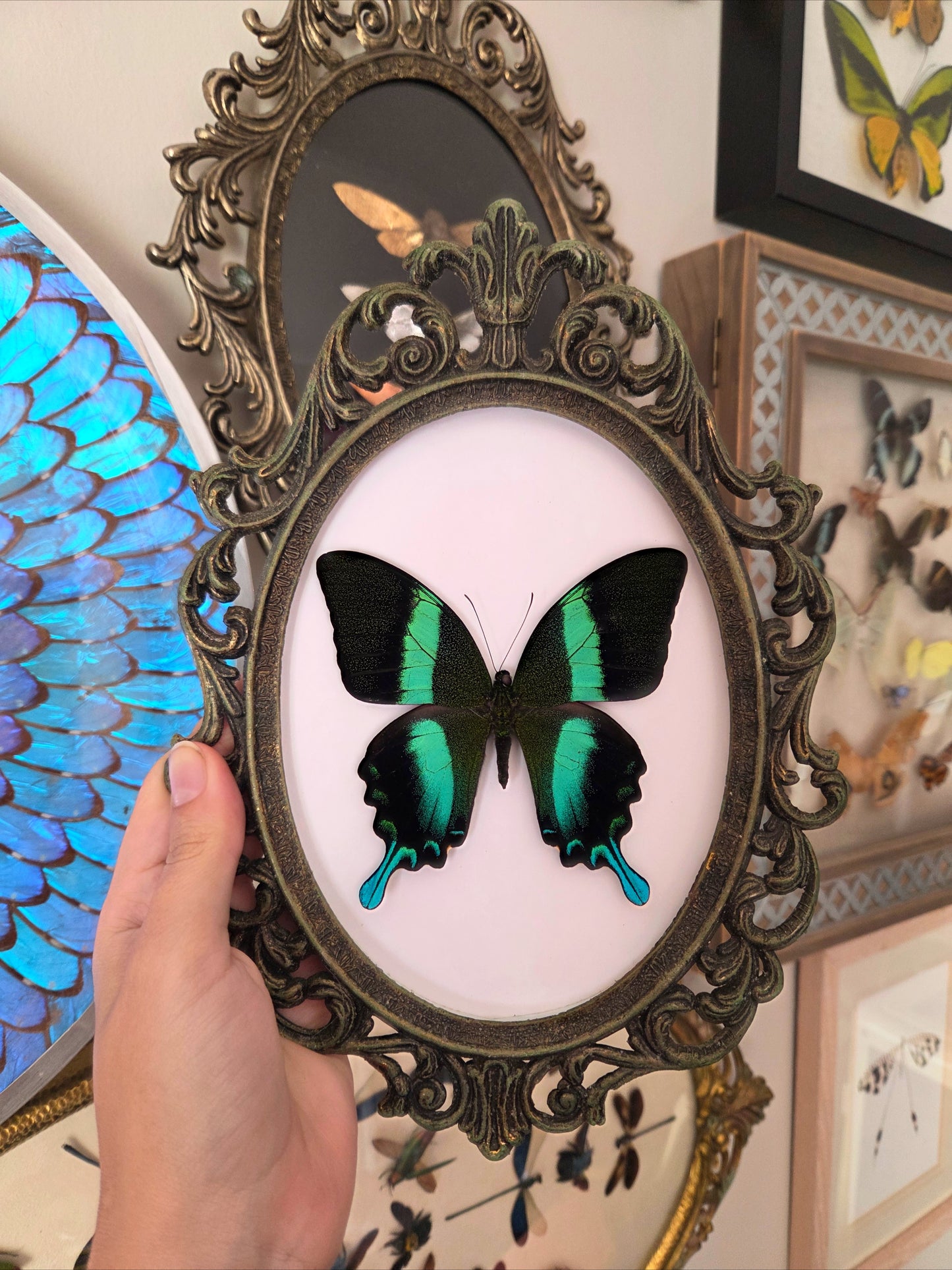 Peacock Swallowtail