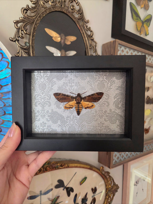Death's Head Hawk Moth